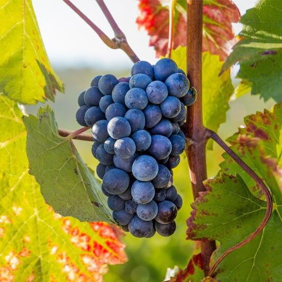 Wine Australia Case Study